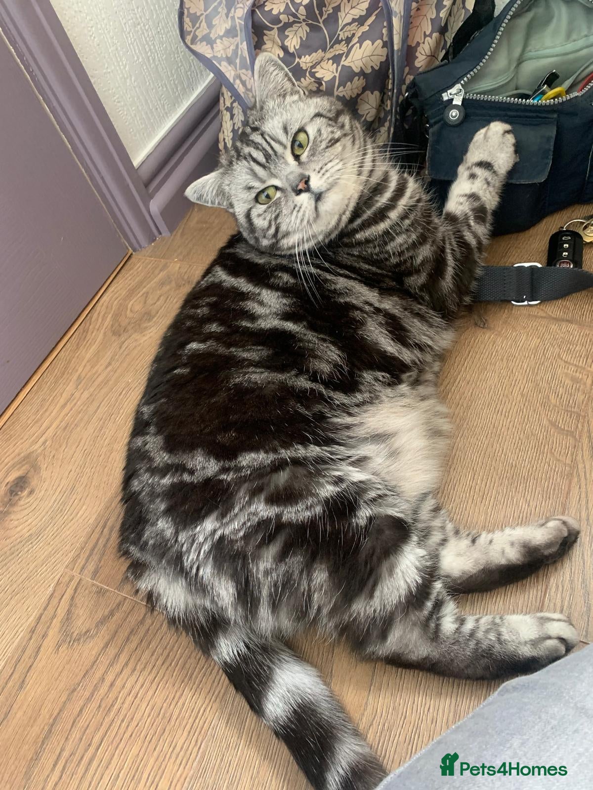 British Shorthair cats Experienced owner sought for rehoming - Advert 10