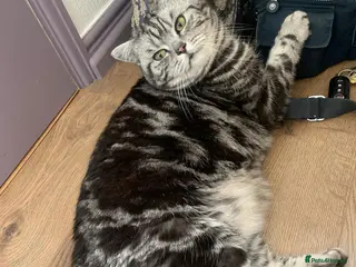 British Shorthair cats Experienced owner sought for rehoming - Advert 1