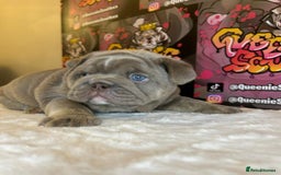 English Bulldog dogs for stud: Lowkey, Pink & Fluffy carrier Proven Stud!  - Image 15