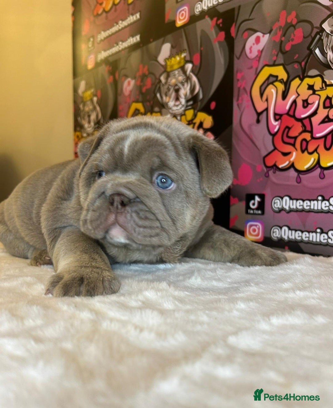 English Bulldog dogs for stud: Lowkey, Pink & Fluffy carrier Proven Stud!  - Image 15