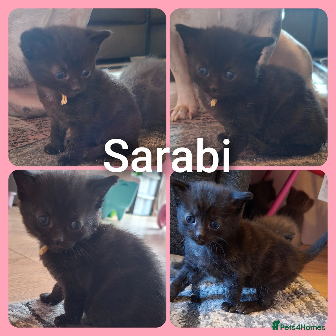 Mixed Breed cats for sale: 2 gorgeous kittens left  - Image 4