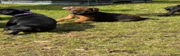 Mixed Breed dogs for sale: Border cross paterdale puppies. - Advert 4