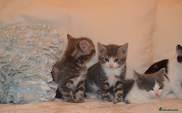 Mixed Breed cats for sale: 6 Adorable Playful Kittens for Sale - Image 7