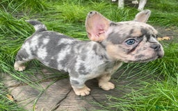 French Bulldog dogs for sale: 2 lovely French bulldog boys for sale  - Image 3