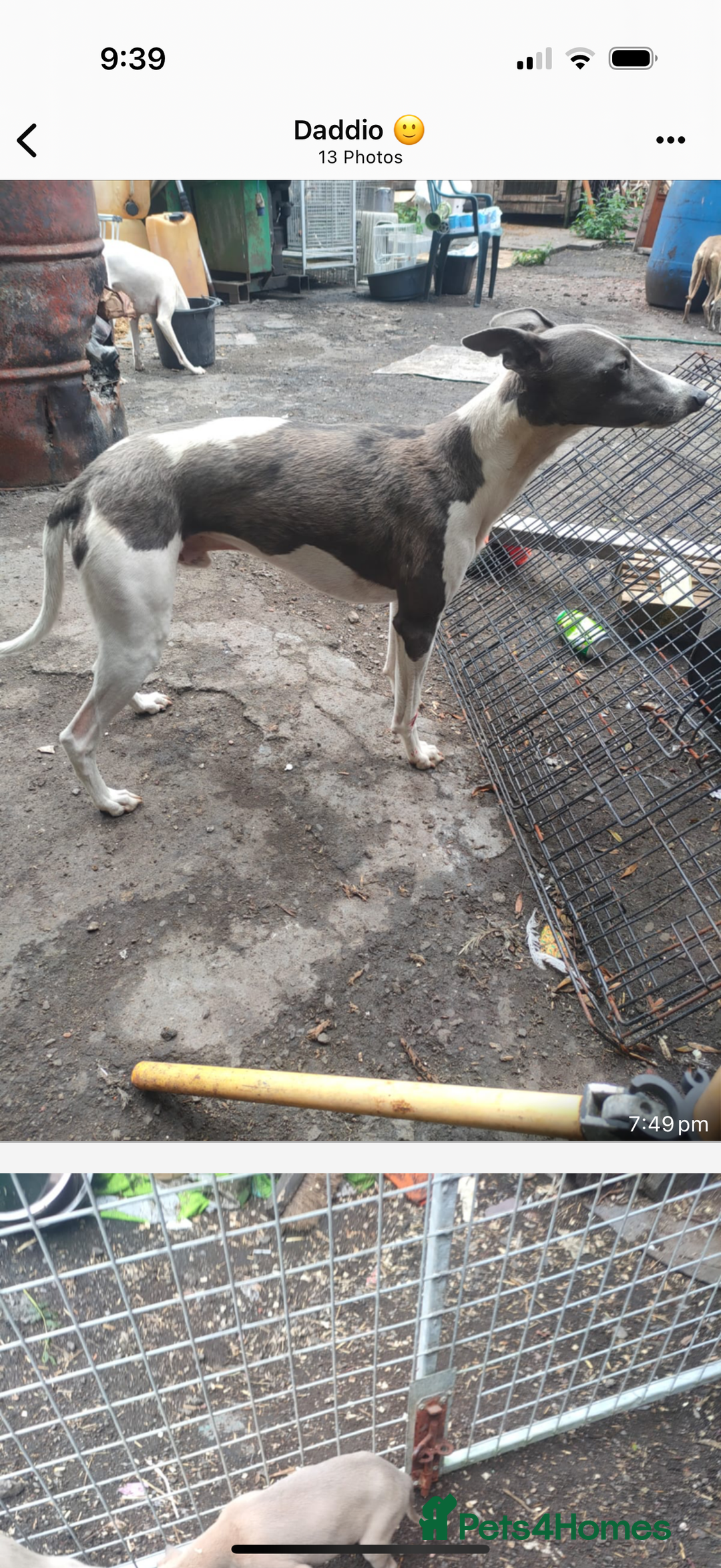 Whippet dogs for sale: Whippet pups  - Image 6