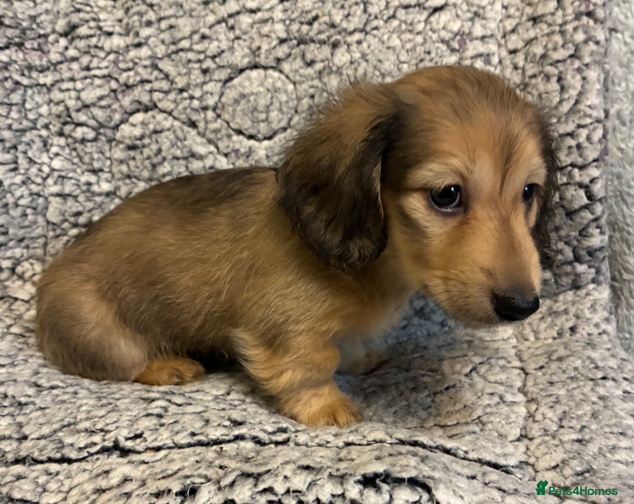 Miniature Dachshund dogs GORGEOUS KC reg PRA CLEAR MINI DACHSHUND PUPPIES - Advert 2