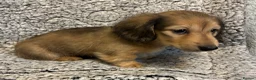 Miniature Dachshund dogs for sale: GORGEOUS KC reg PRA CLEAR MINI DACHSHUND PUPPIES - Advert 23