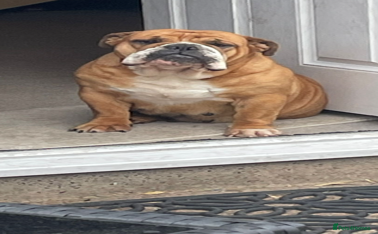 English Bulldog dogs - Advert 5