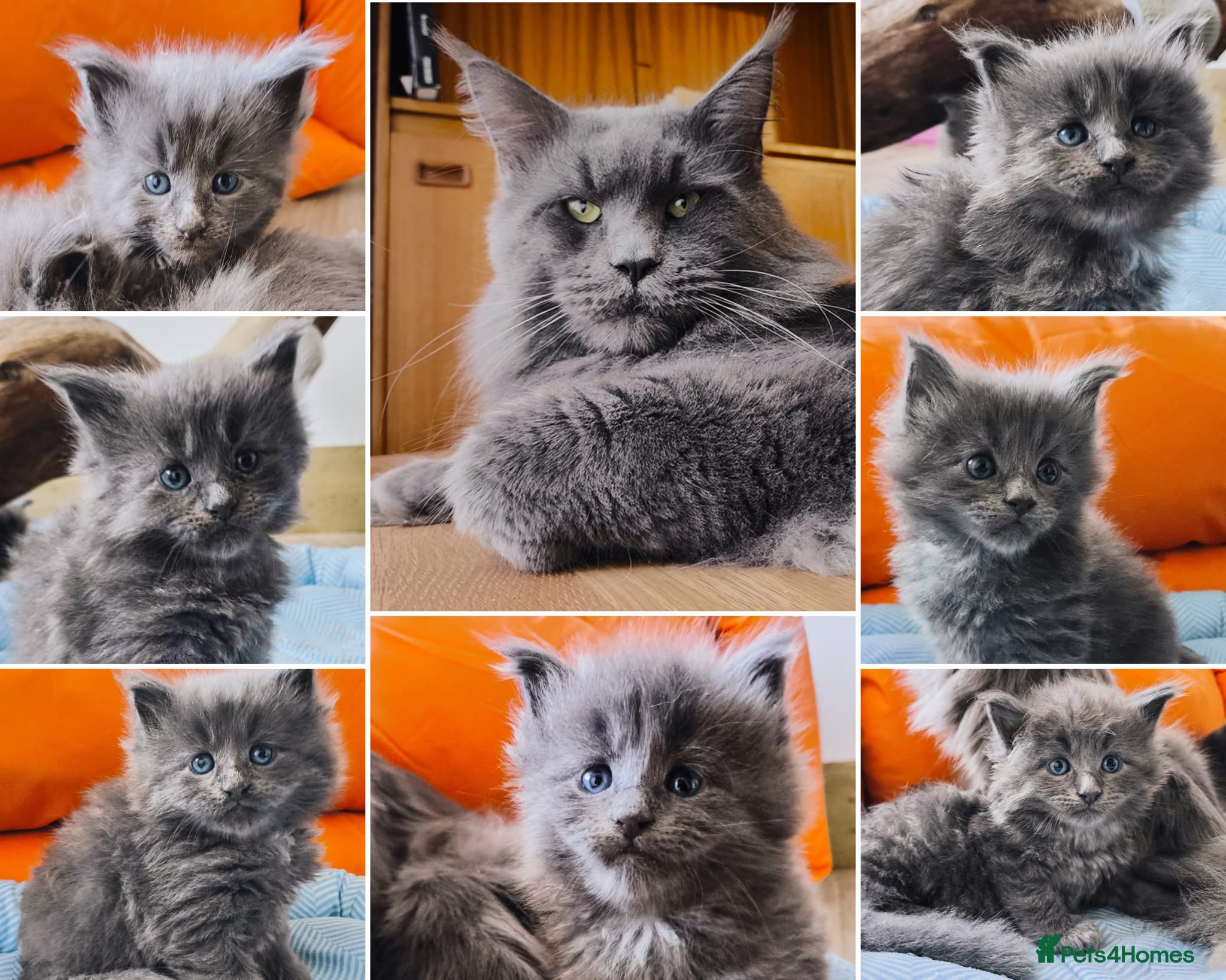 Maine Coon cats Blue Maine coon kittens + DNA health tested  - Advert 17