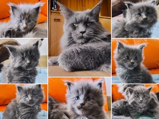 Maine Coon cats Blue Maine coon kittens + DNA health tested - Advert 17