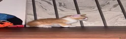 Mixed Breed cats for sale: READY 2 LEAVE NOW 4girls 2boys - Advert 21