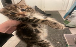 Mixed Breed cats for sale: Half bengal  - Image 9