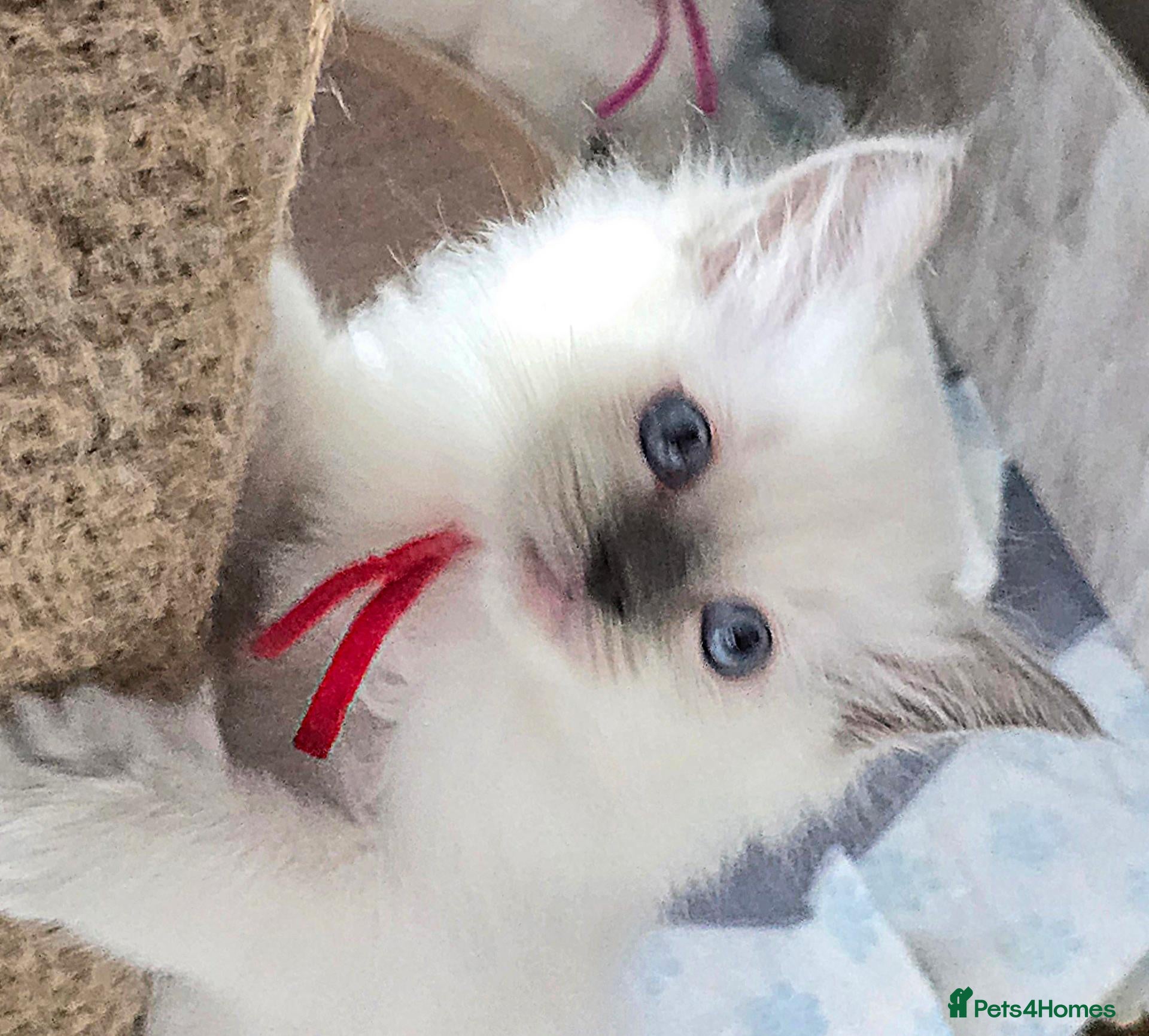 Ragdoll cats Sweet Fluffy Ragdoll Kittens Looking for Homes!  - Advert 2