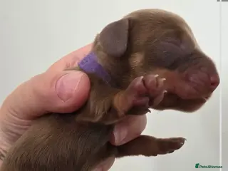 Miniature Dachshund dogs Miniture dachshund - Advert 3