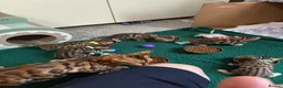 Bengal cats for sale: Amazing Bengal Kittens for sale  - Advert 31