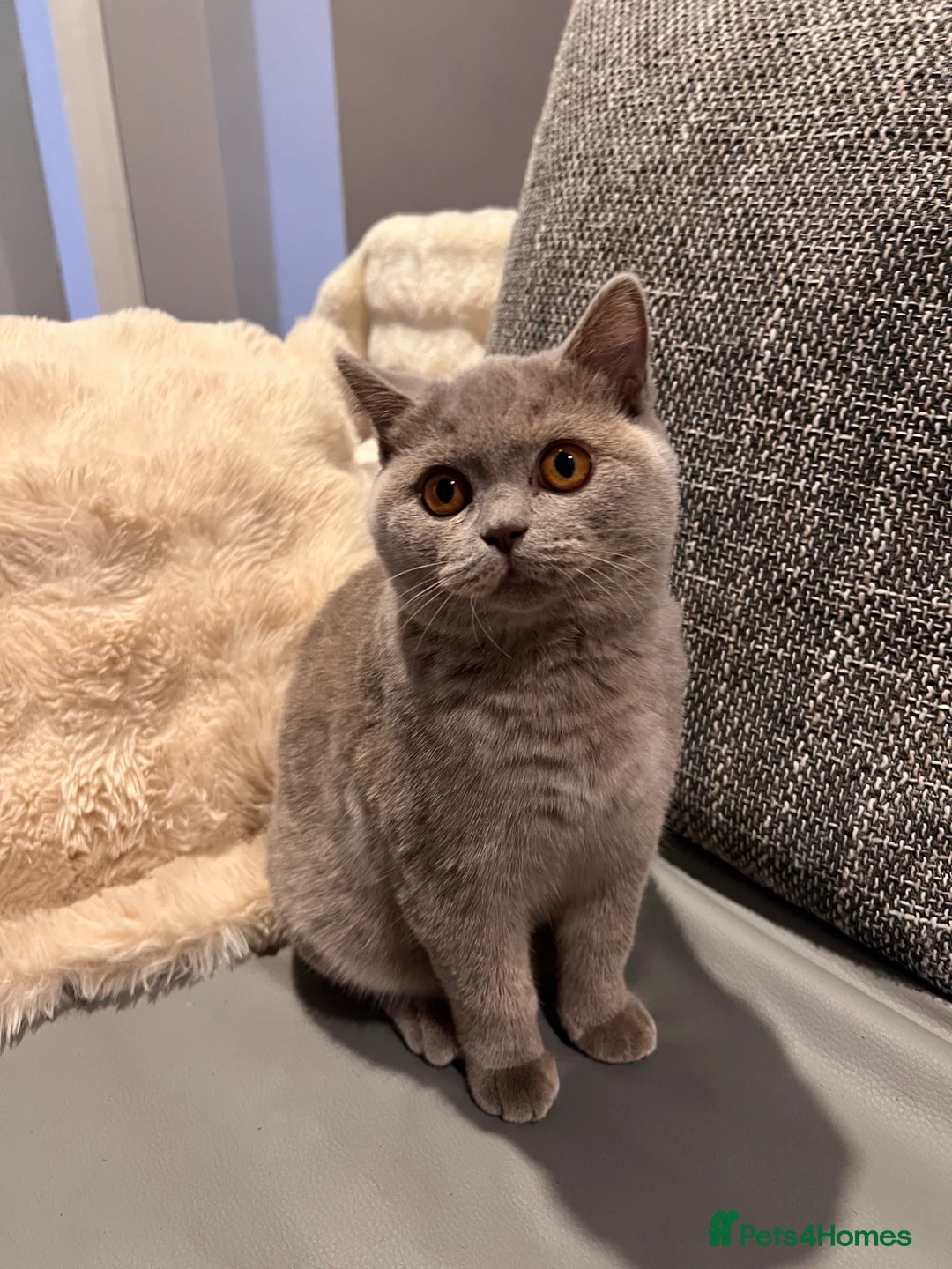 British Shorthair cats for sale: Multicolour GCCF Registered BSH kittens - Advert 2