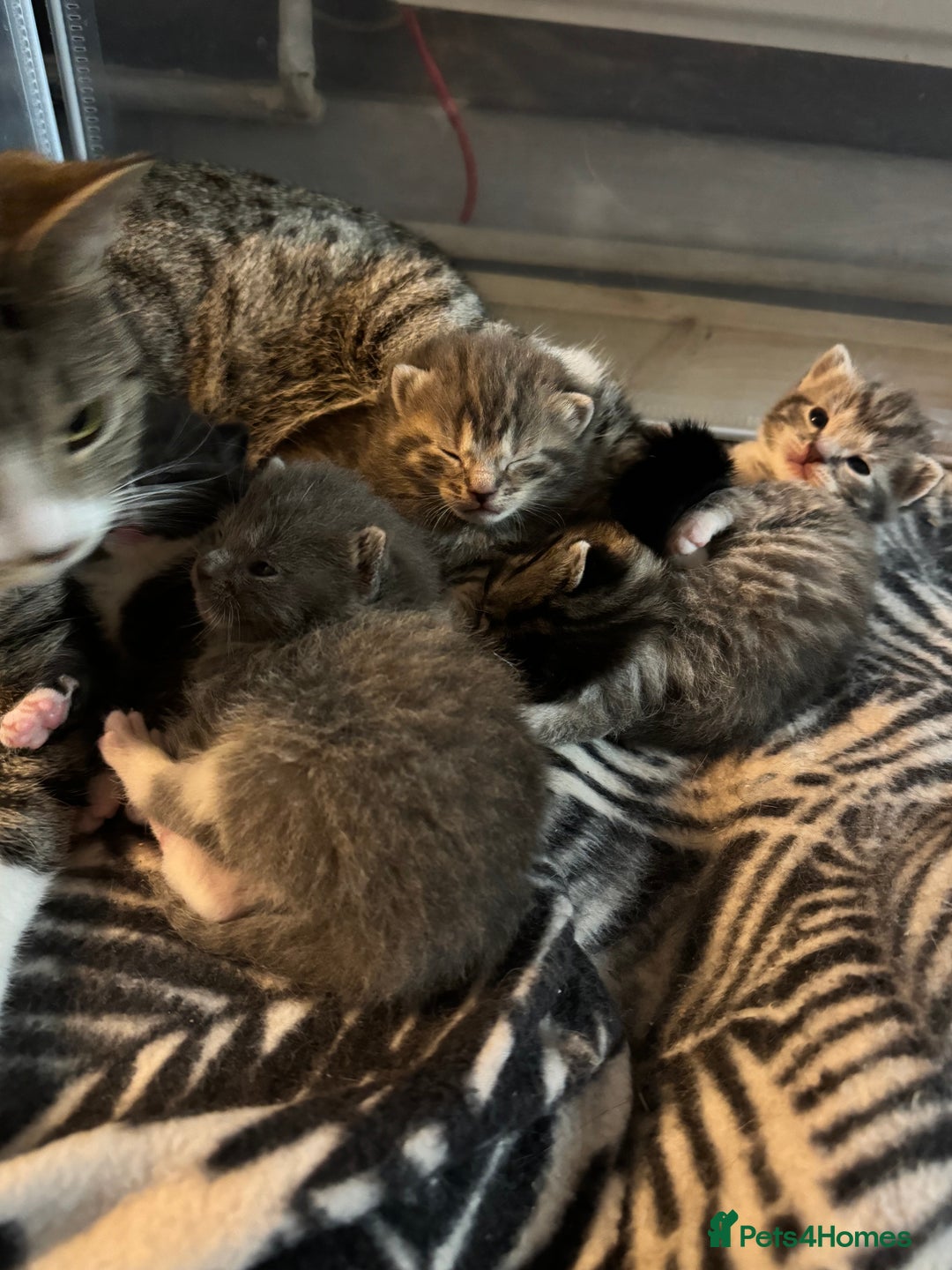 Mixed Breed cats for sale: Kittens for sale!  - Advert 3