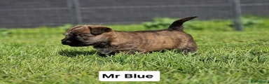 Mr Blue