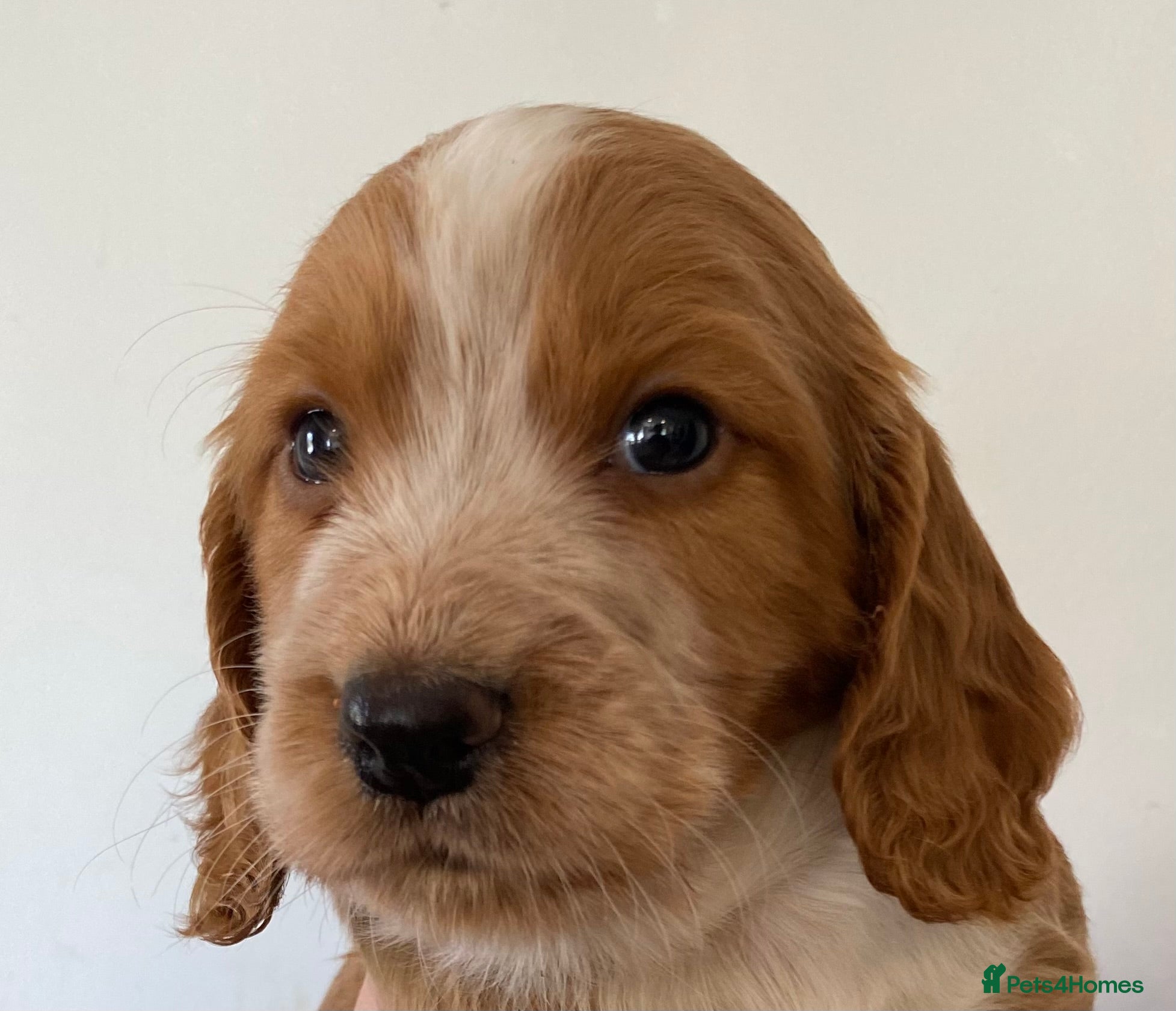 Cocker Spaniel dogs SUPERB KC WORKING COCKERS **HEALTH CHECKED** - Advert 1