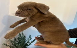 Cane Corso dogs for sale: 5 Towns Cane Corso pups,   - Image 6