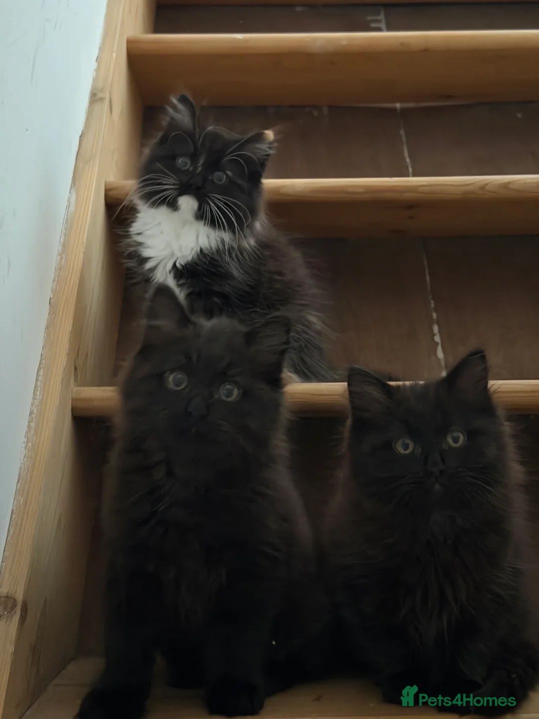 Mixed Breed cats for sale: Kittens for good homes - Advert 1
