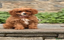 Cavapoo dogs for sale: Outstanding litter of deep red cavapoos - Image 4