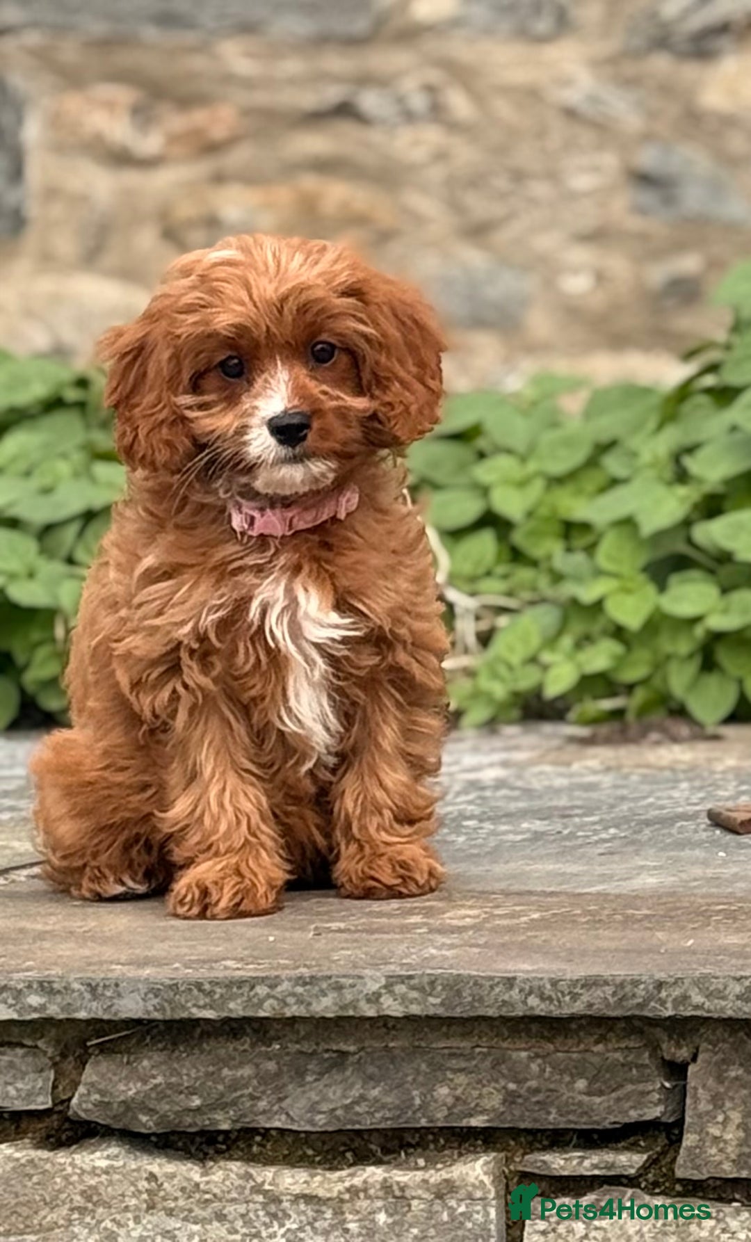 Cavapoo dogs for sale: Outstanding litter of deep red cavapoos - Image 4