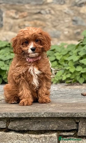 Cavapoo dogs - Advert 9