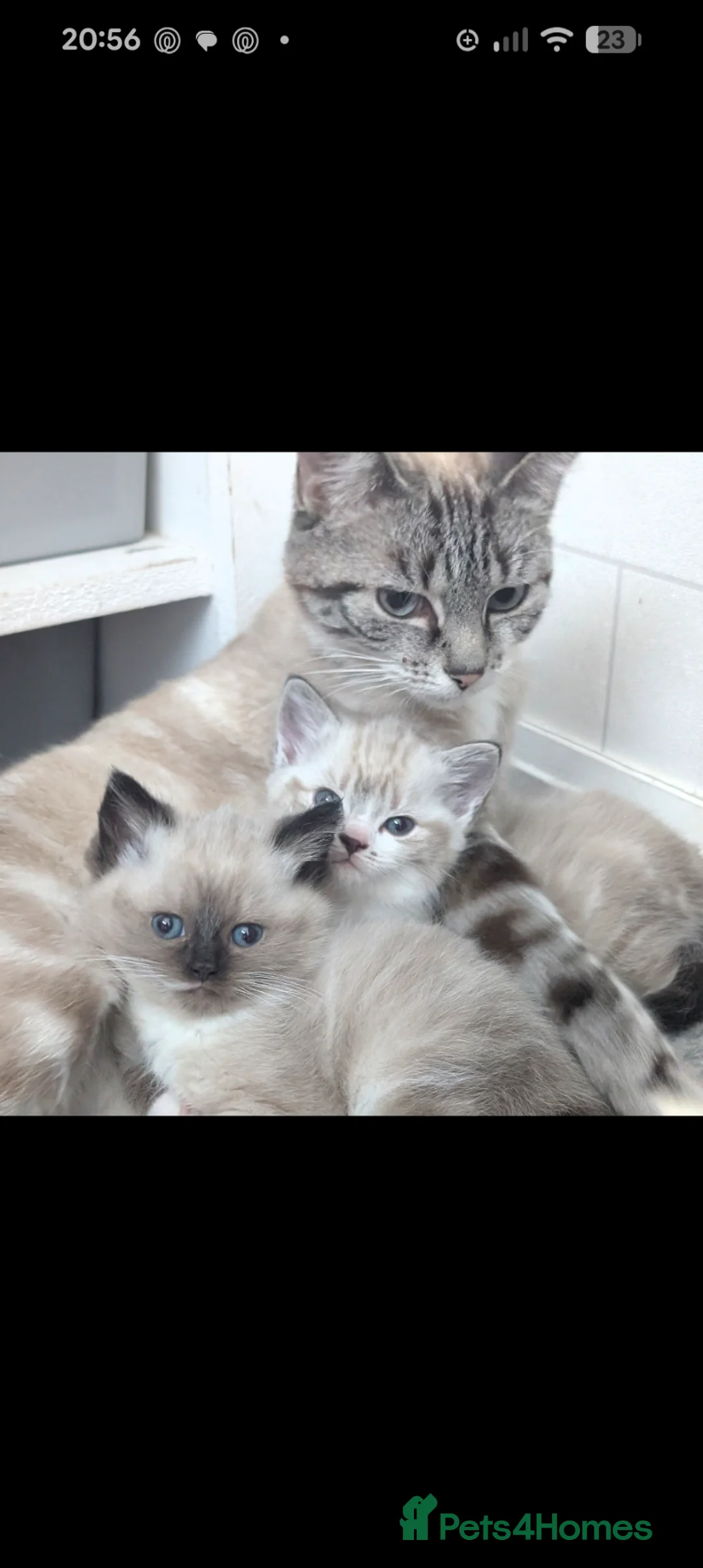 Mixed Breed cats for sale: Gorgeous ragdoll cross kittens  - Advert 9