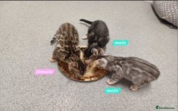 Mixed Breed cats for sale: Bengal beauties - Image 2