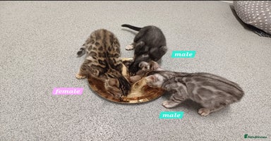 Mixed Breed cats - Advert 8