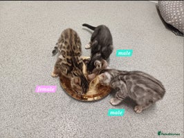 Mixed Breed cats - Advert 9