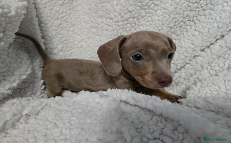 Miniature Dachshund dogs - Advert 13
