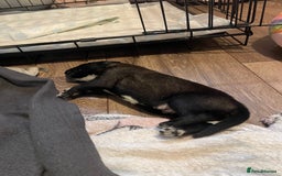 Mixed Breed dogs for sale: Bullsky puppies  - Advert 12