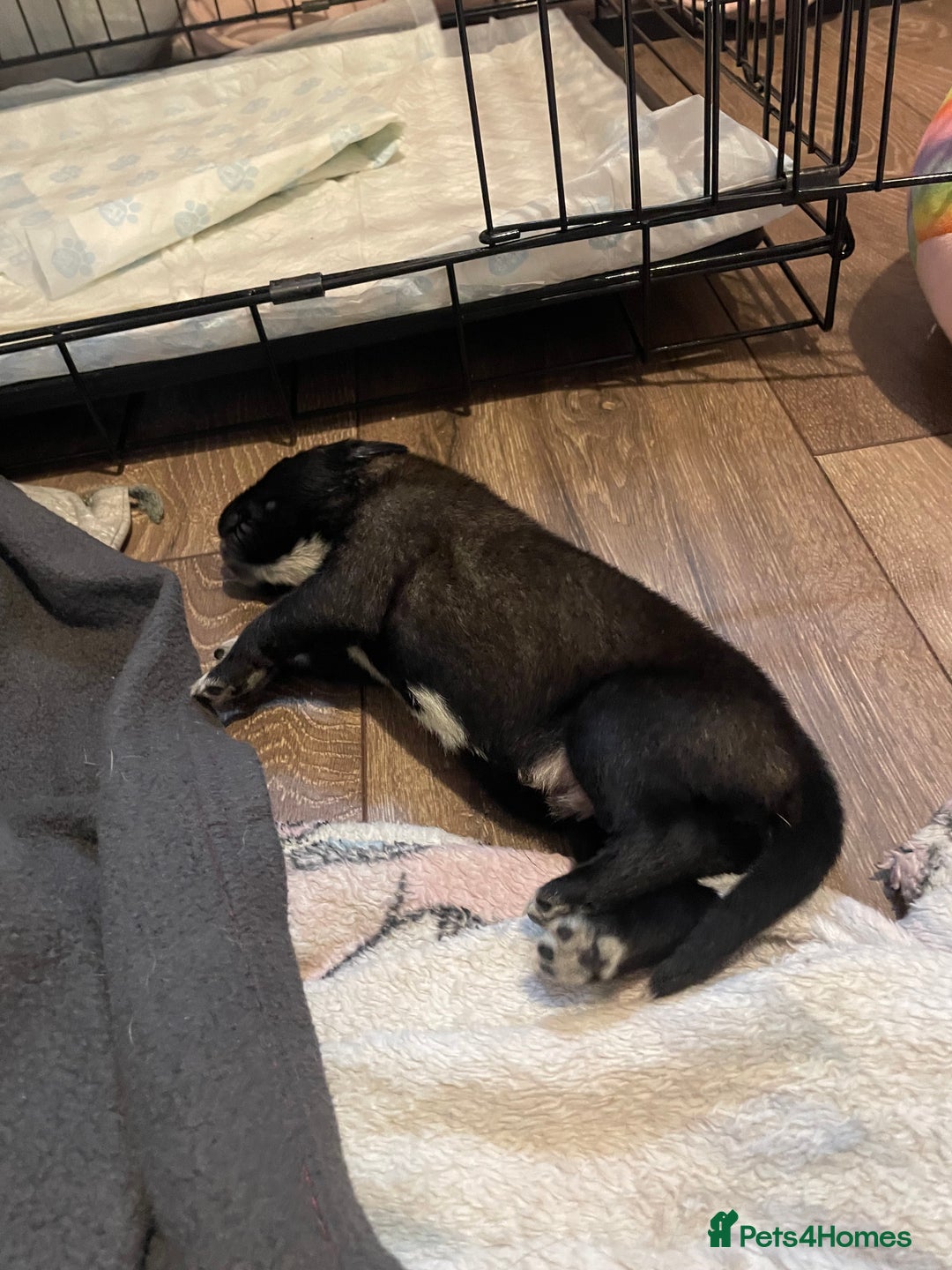 Mixed Breed dogs for sale: Bullsky puppies  - Advert 12