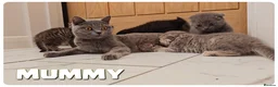 Scottish Fold cats for sale: Beautiful Scottish Fold,British & Munchkin Kittens - Advert 9