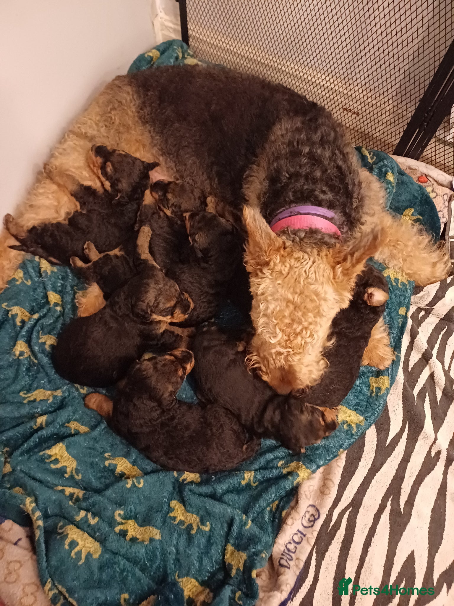 Airedale Terrier dogs Airedale terrier puppies  - Advert 1