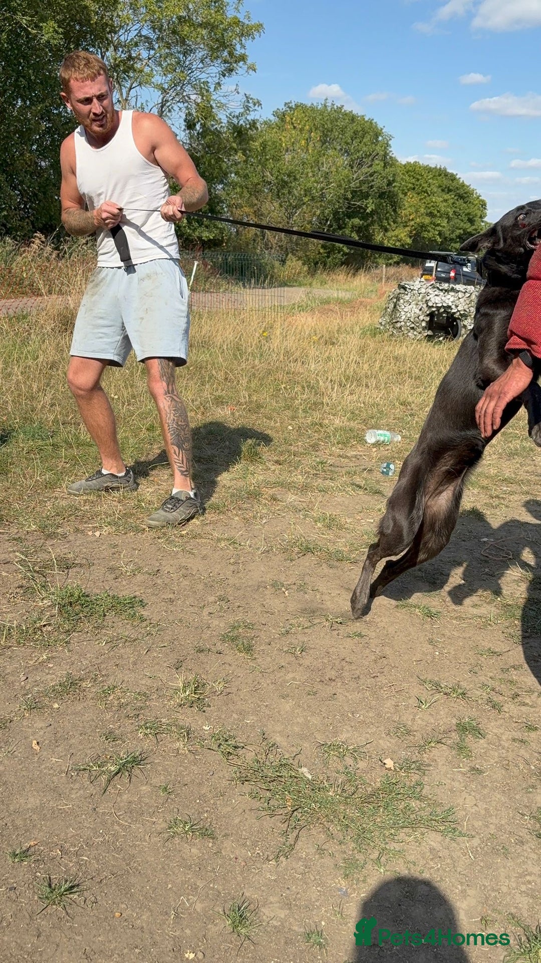 Belgian Shepherd Dog dogs for sale: Blue Dutch Herder - Image 6