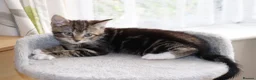 Mixed Breed cats for sale: Tabby Kittens Ready for Collection  - Advert 4