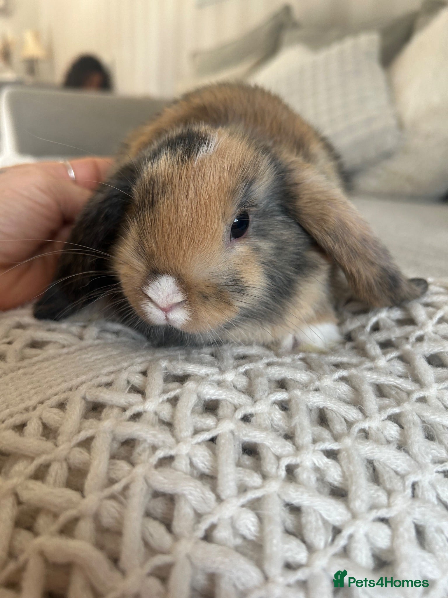 Mini Lop rabbits Mini lop Bunnies  - Advert 1