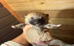 Japanese Shiba Inu dogs for sale: beautiful red Japanese Shiba Inu puppies  - Image 12