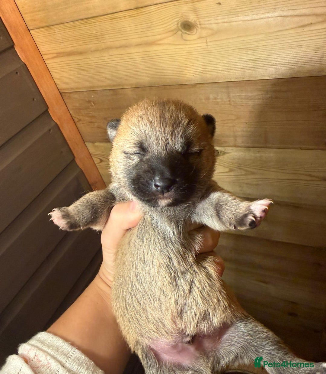 Japanese Shiba Inu dogs for sale: beautiful red Japanese Shiba Inu puppies  - Image 12