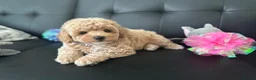 Maltipoo dogs for sale: 🐶 3 Gorgeous Toy Maltipoo Puppies For Sale 🐶 - Advert 22