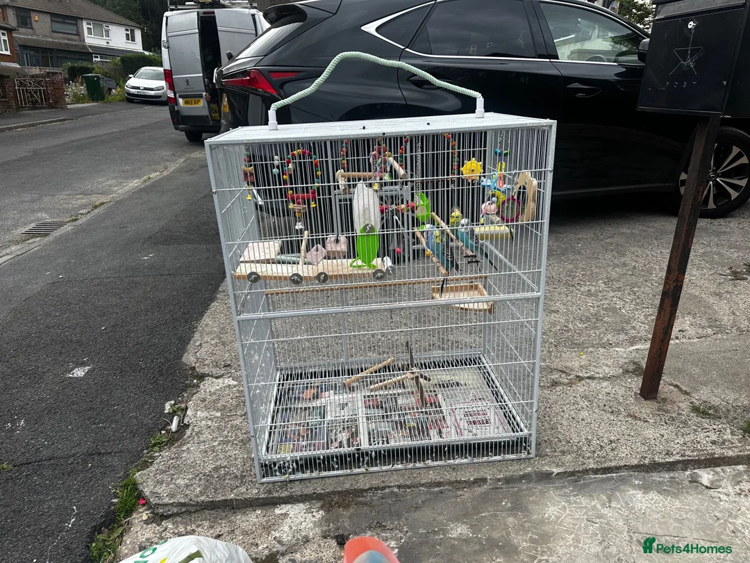 Budgerigars birds for sale: Beautiful budgies  - Advert 2