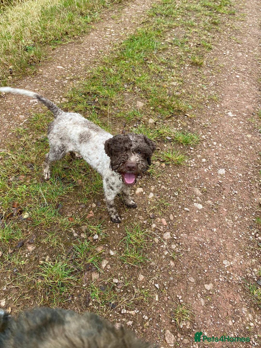 Lagotto Romagnolo dogs for stud: Fantastic Lagotto Gino - Advert 5