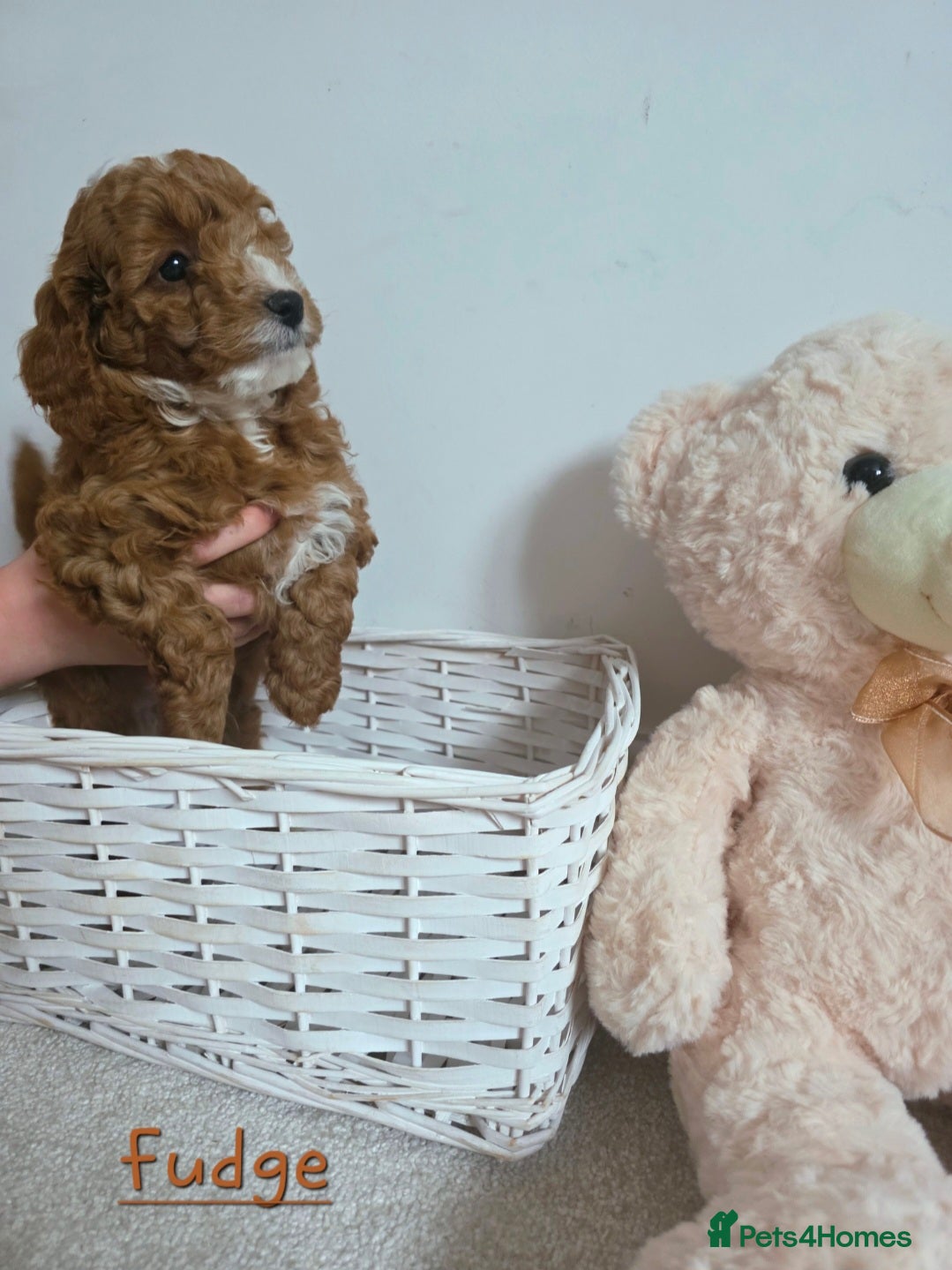 Cockapoo dogs READY SOON Beautiful F1B Cockapoos, amazing  - Advert 1