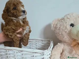 Cockapoo dogs READY SOON Beautiful F1B Cockapoos, amazing - Advert 1