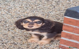 Cocker Spaniel dogs for sale: Gorgeous Chocolate & Sable Show Cocker Pups Ready - Image 24
