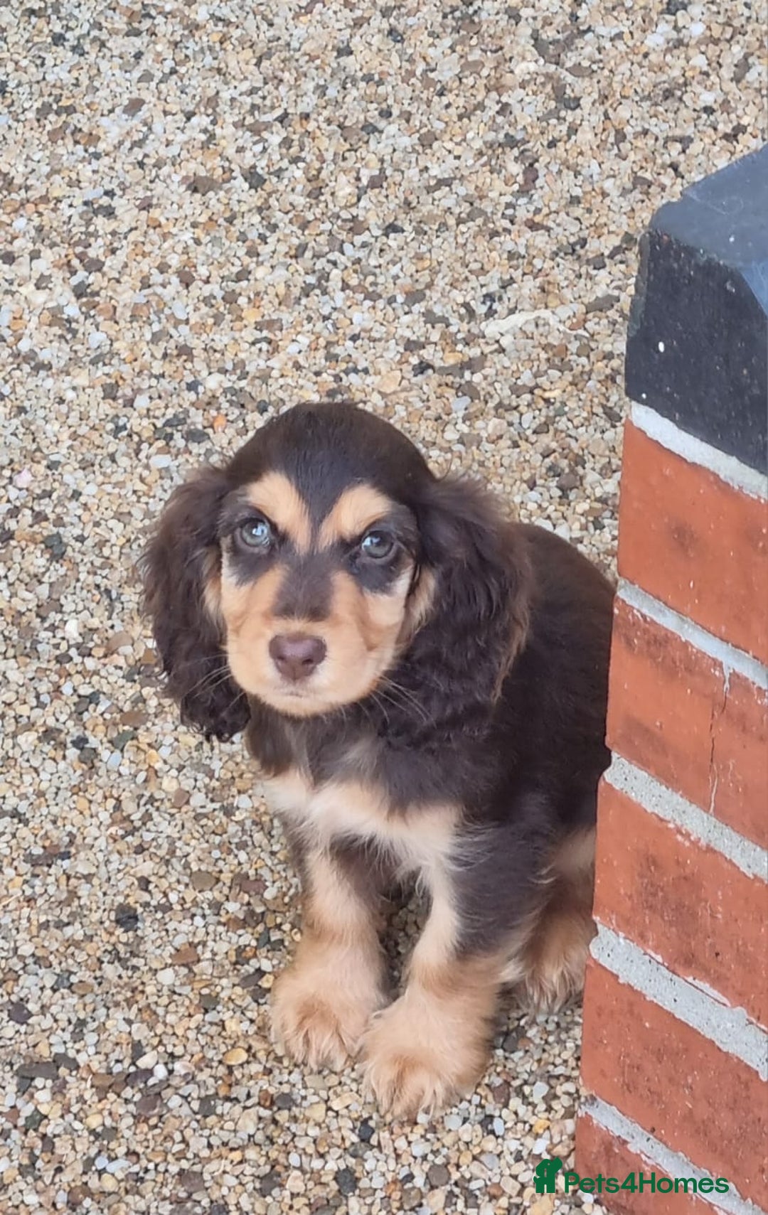 Cocker Spaniel dogs for sale: Gorgeous Chocolate & Sable Show Cocker Pups Ready - Image 24