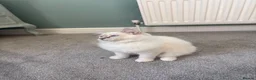 Ragdoll cats for sale: GCCF Mitted Lilac Lynx Active boy - Advert 15